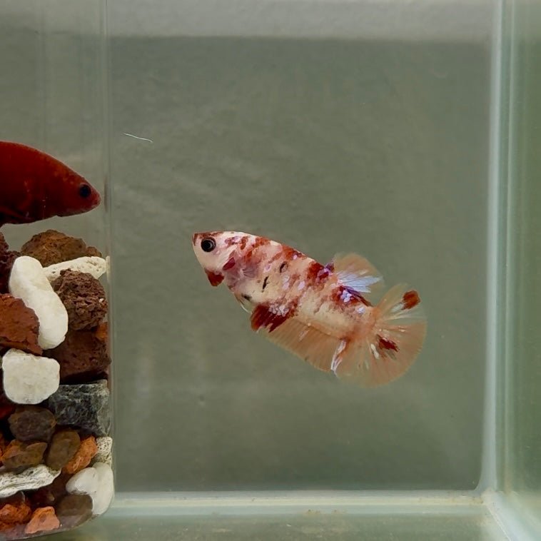Plakat Koi Multicolor Female Betta J26