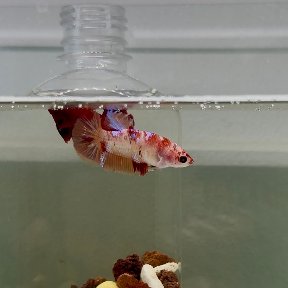 Plakat Koi Multicolor Female Betta #J26