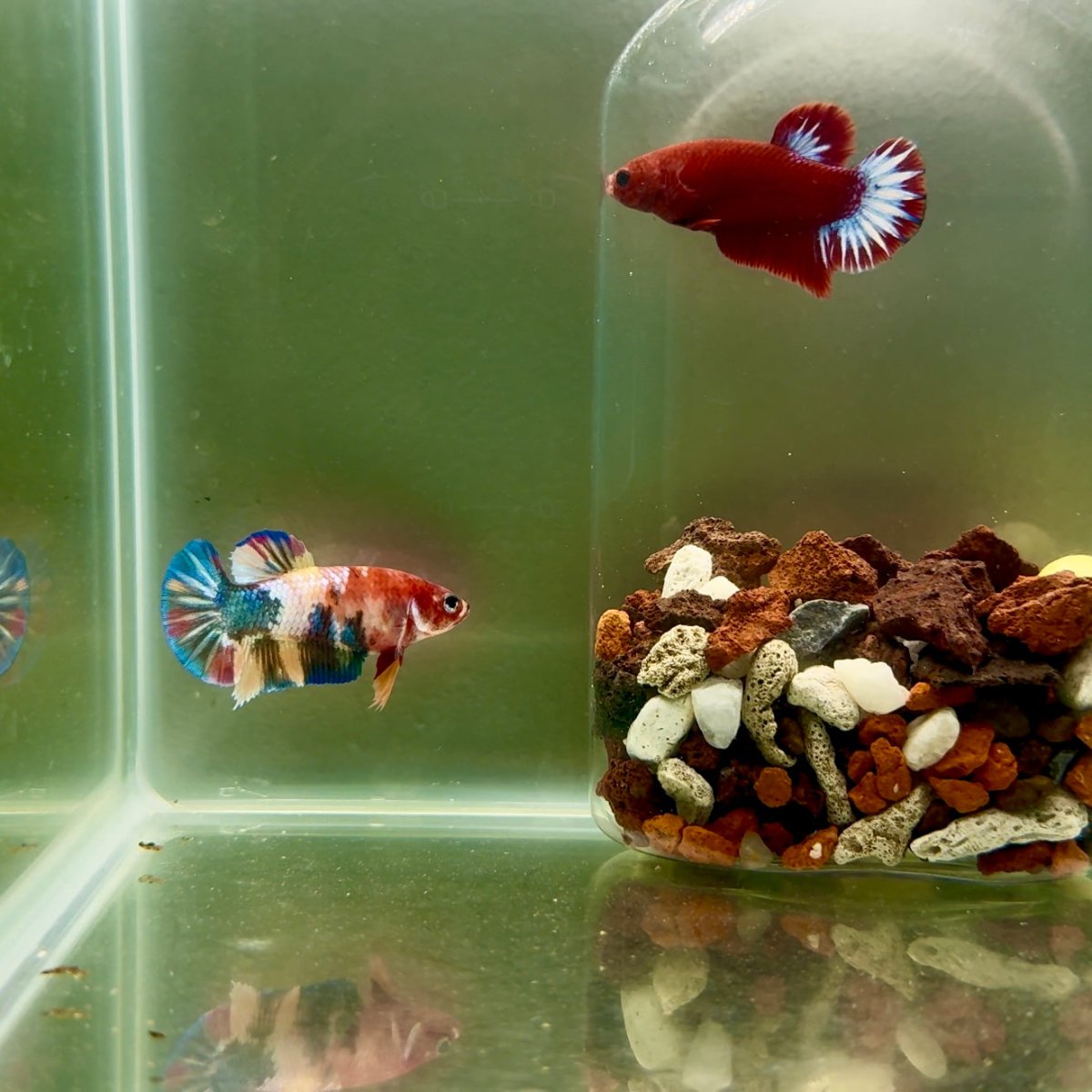 Plakat Koi Multicolor Female Betta J27