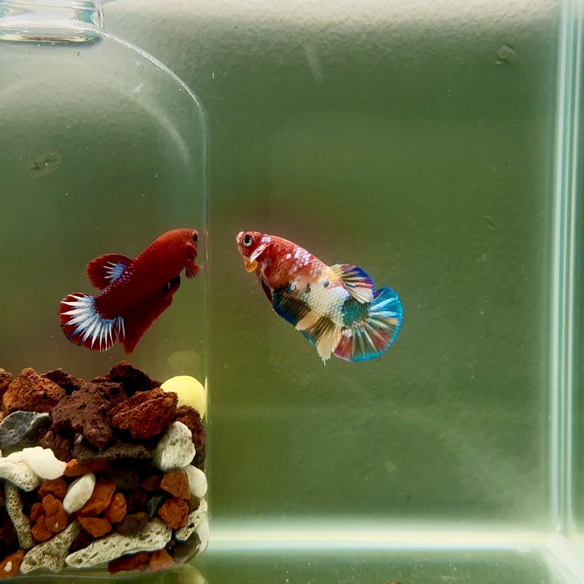 Plakat Koi Multicolor Female Betta J27