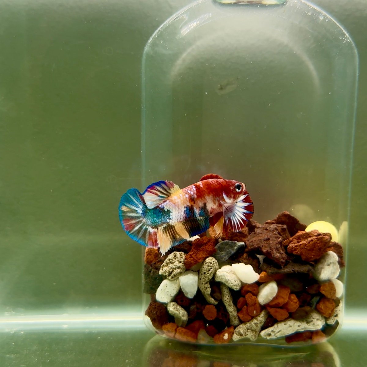 Plakat Koi Multicolor Female Betta J27