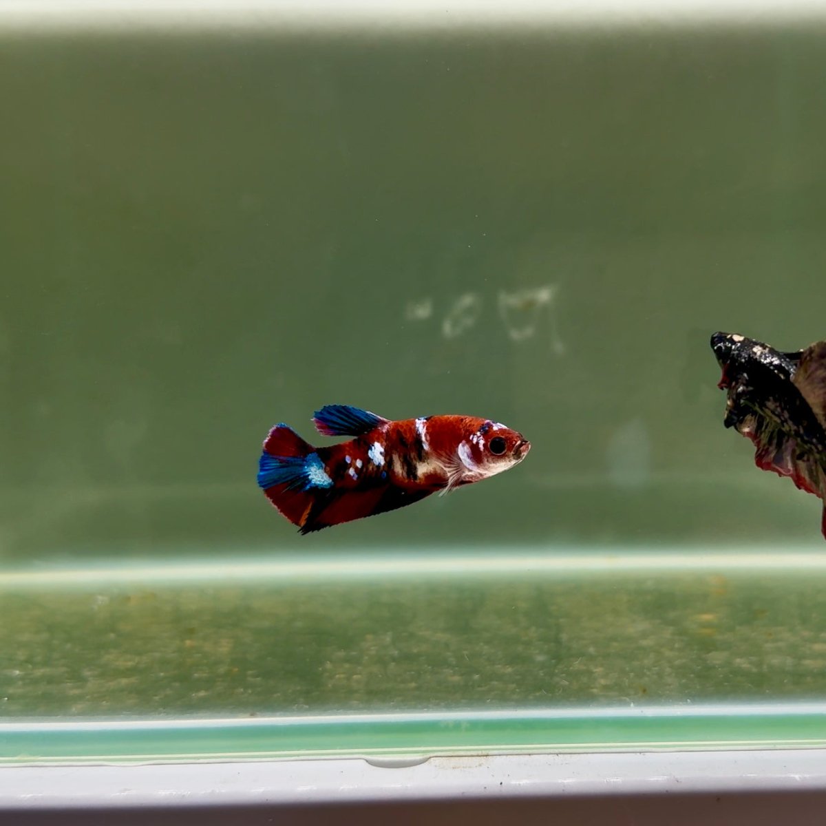 Plakat Koi Multicolor Female Betta J28