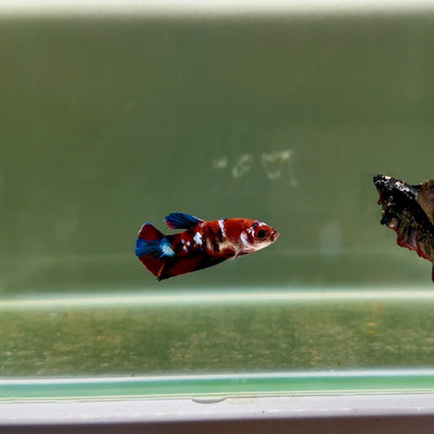 Plakat Koi Multicolor Female Betta J28