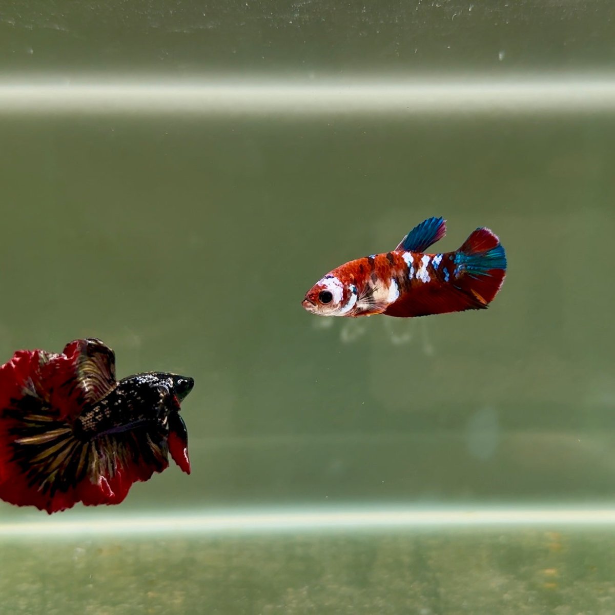 Plakat Koi Multicolor Female Betta J28