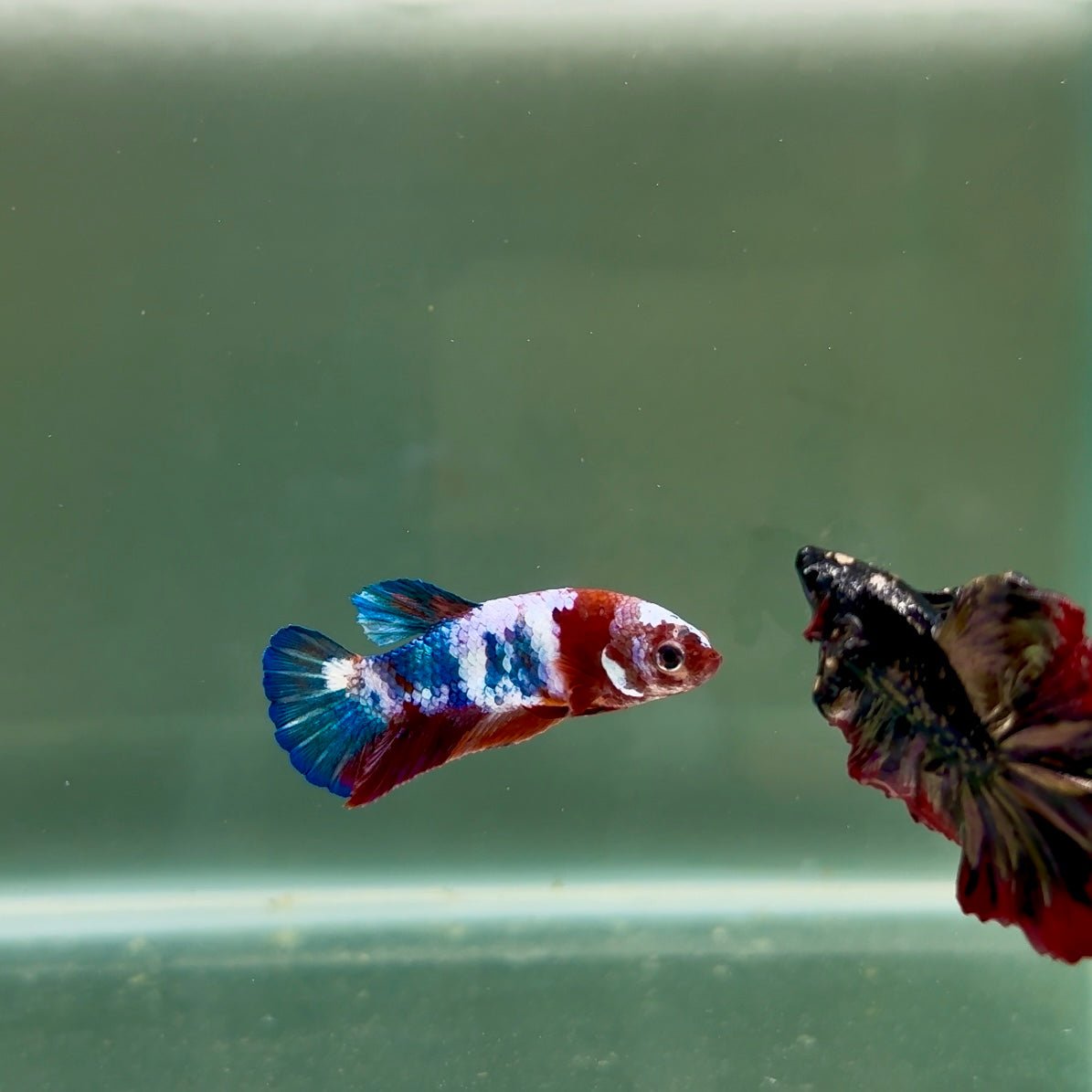 Plakat Koi Multicolor Female Betta J29