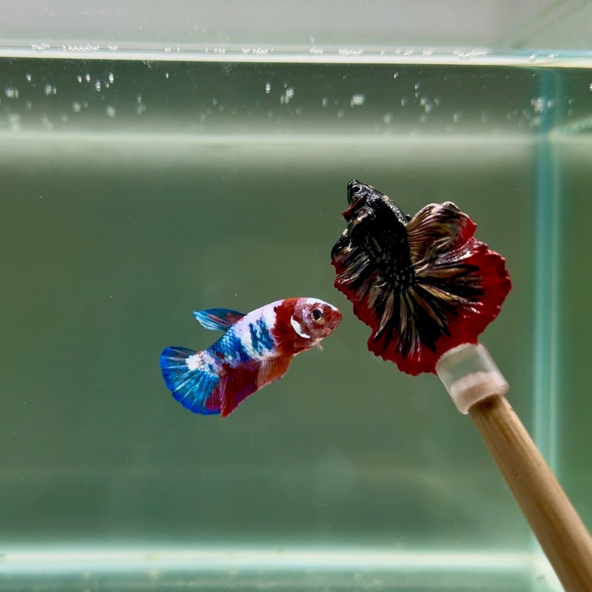 Plakat Koi Multicolor Female Betta J29