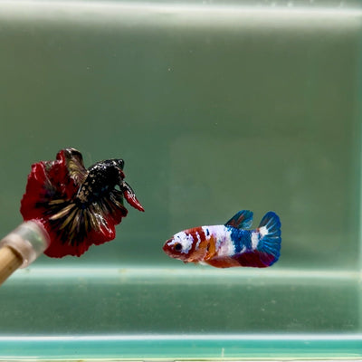 Plakat Koi Multicolor Female Betta J29