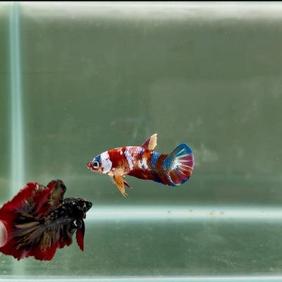 Plakat Koi Multicolor Female Betta J31