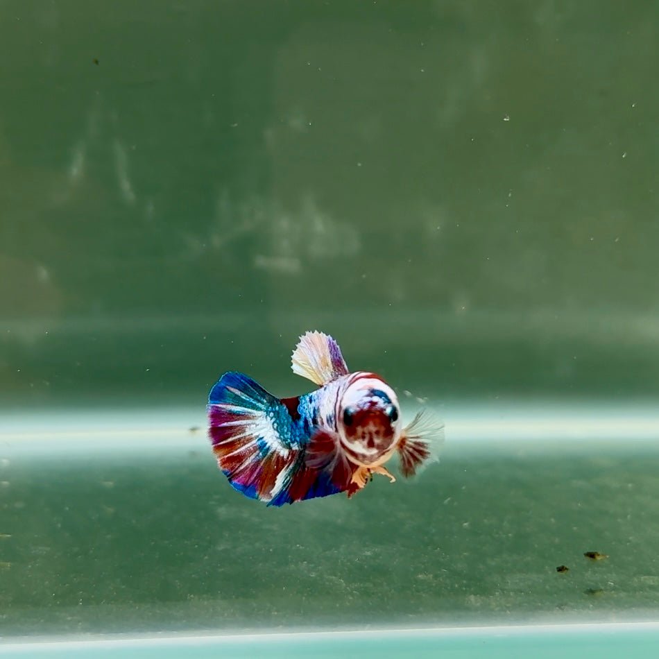 Plakat Koi Multicolor Female Betta J31