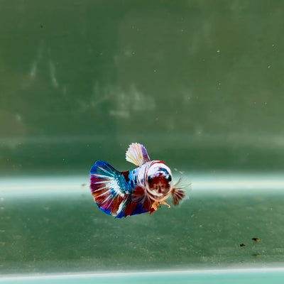 Plakat Koi Multicolor Female Betta J31