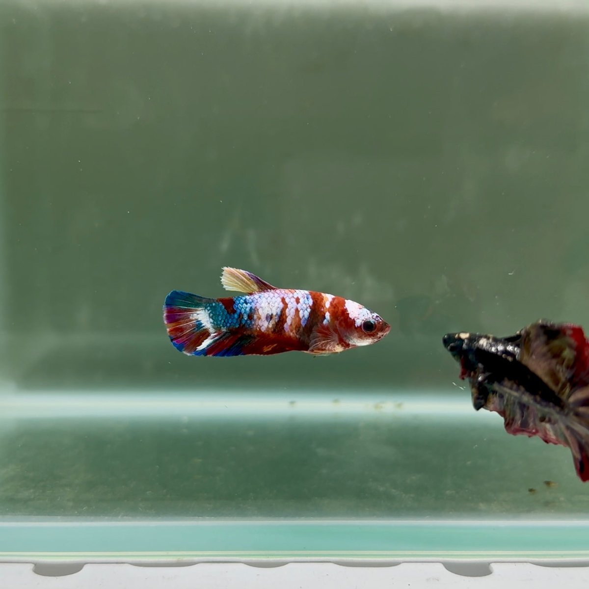 Plakat Koi Multicolor Female Betta J31