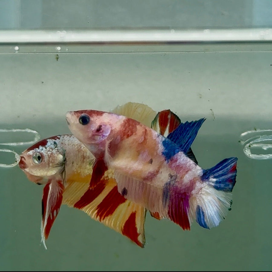 Plakat Koi Multicolor Female Betta Ju29 Live Betta Fish Female betta