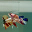 Plakat Koi Multicolor Female Betta Ju29 Live Betta Fish Female betta