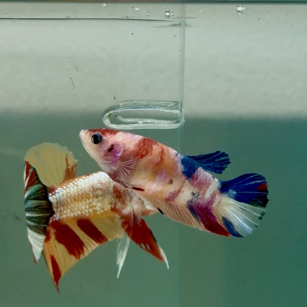 Plakat Koi Multicolor Female Betta #Ju29