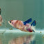 Plakat Koi Multicolor Female Betta Ju29 Live Betta Fish Female betta