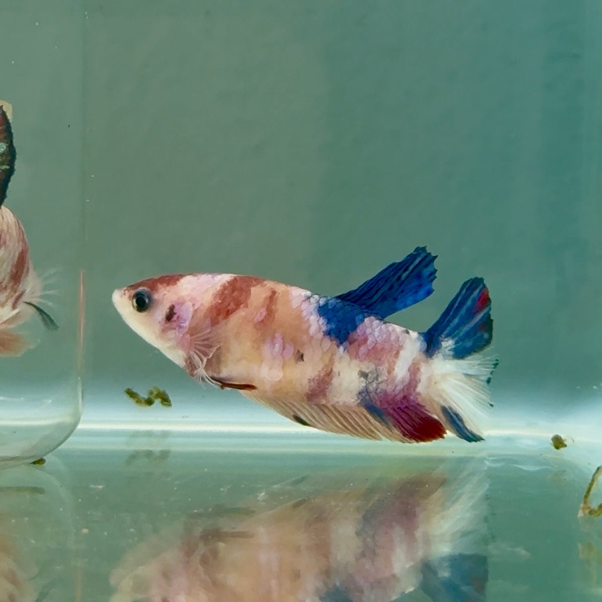 Plakat Koi Multicolor Female Betta #Ju29