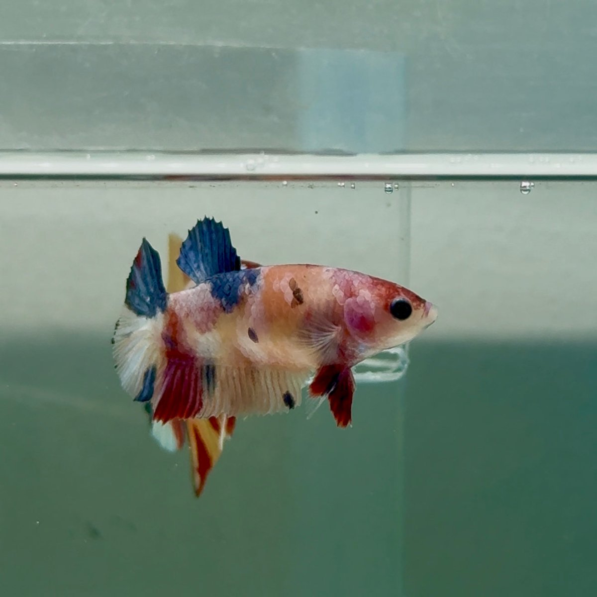 Plakat Koi Multicolor Female Betta #Ju29