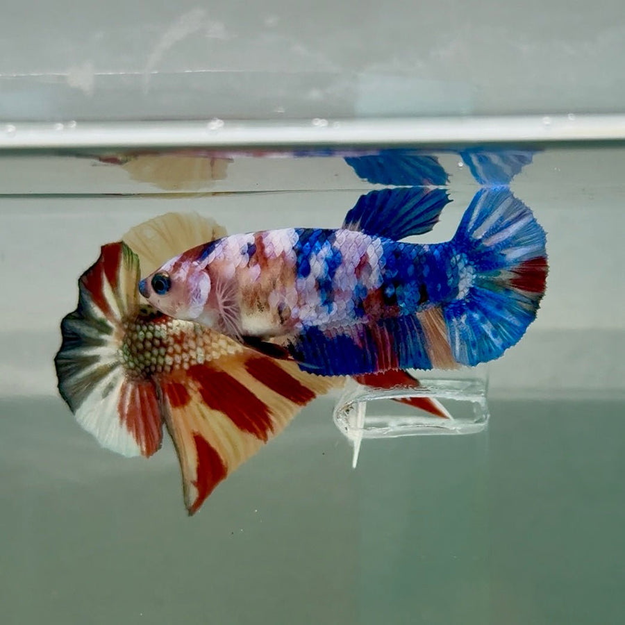 Plakat Koi Multicolor Female Betta Ju30 Live Betta Fish Female betta