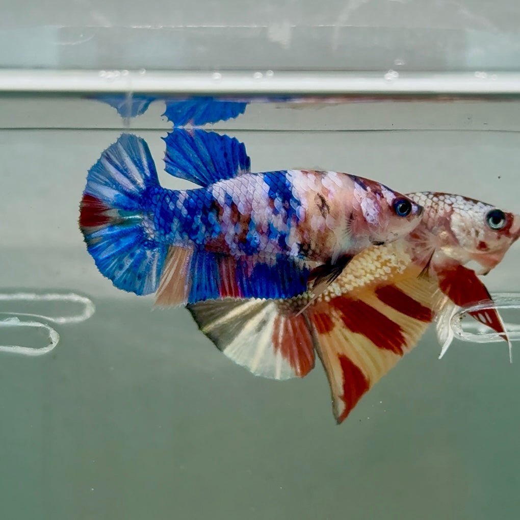 Plakat Koi Multicolor Female Betta #Ju30