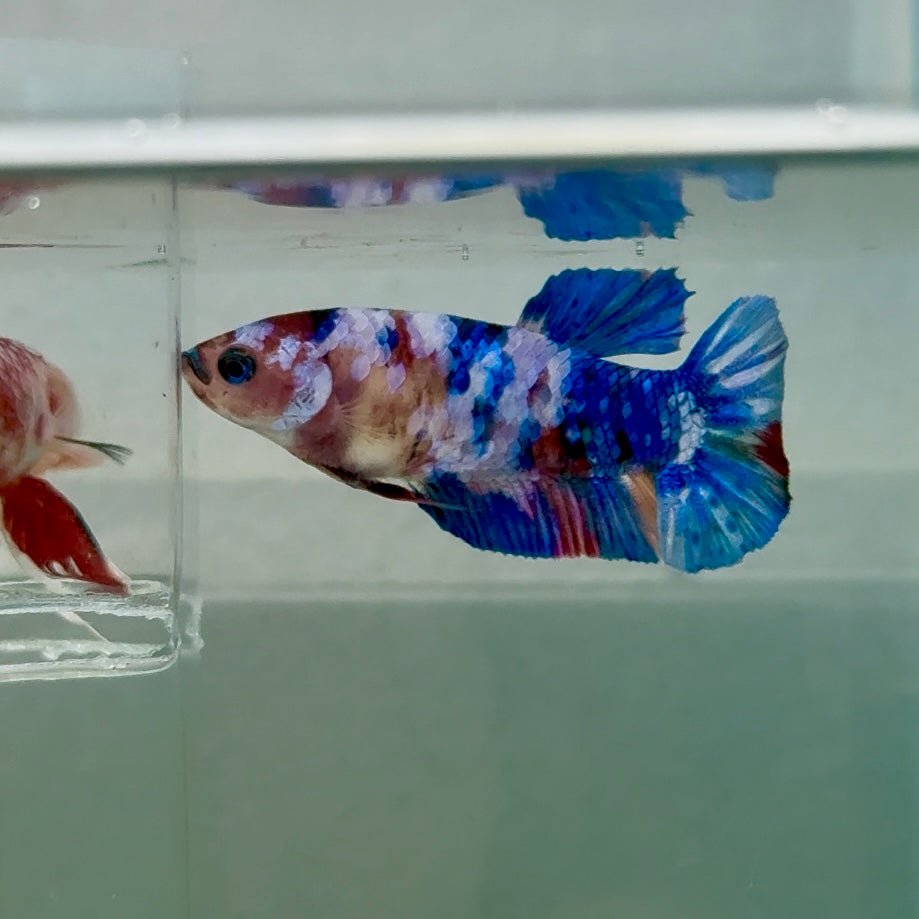 Plakat Koi Multicolor Female Betta #Ju30