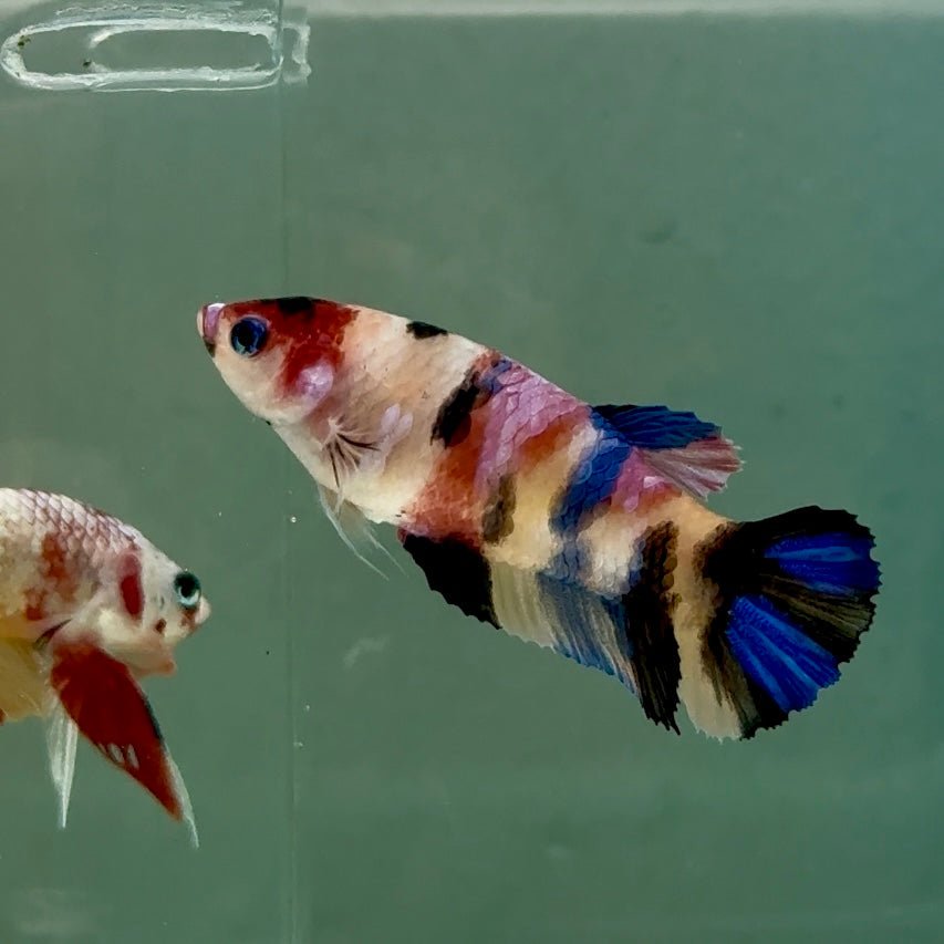 Plakat Koi Multicolor Female Betta Ju31 Female betta