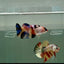 Plakat Koi Multicolor Female Betta Ju31 Female betta