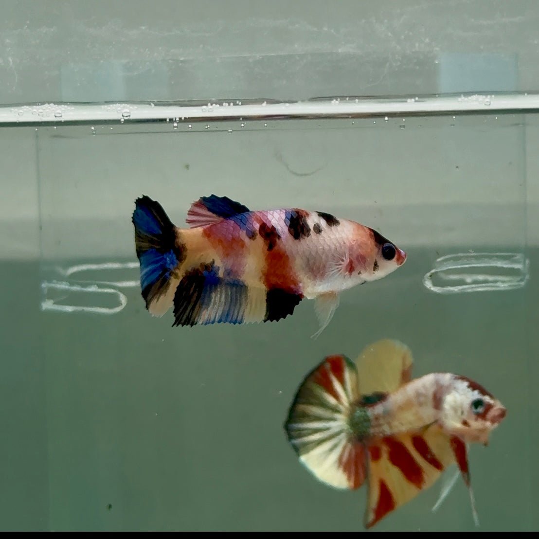 Plakat Koi Multicolor Female Betta #Ju31