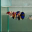 Plakat Koi Multicolor Female Betta Ju31 Female betta