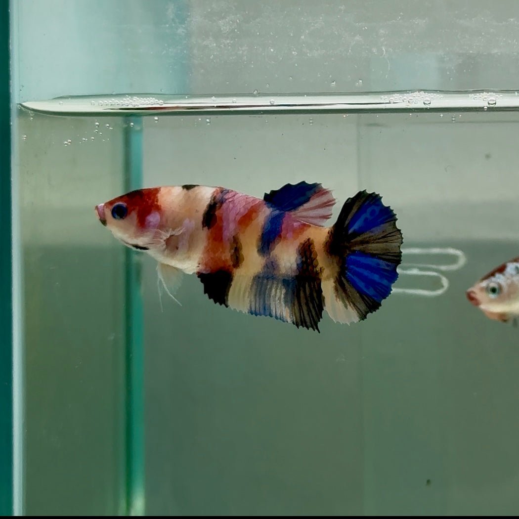Plakat Koi Multicolor Female Betta #Ju31
