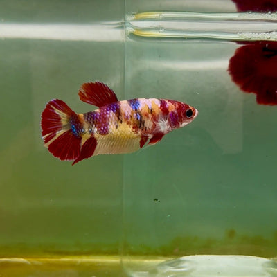 Plakat Koi Multicolor Female Betta M133