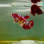 Plakat Koi Multicolor Female Betta M133