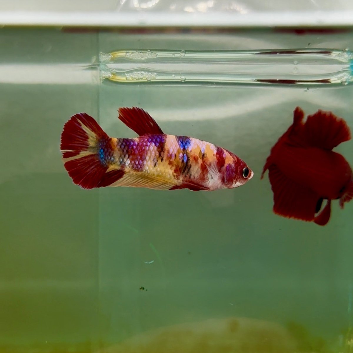 Plakat Koi Multicolor Female Betta M133