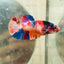 Plakat Koi Multicolor Female Betta N113