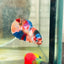 Plakat Koi Multicolor Female Betta N113