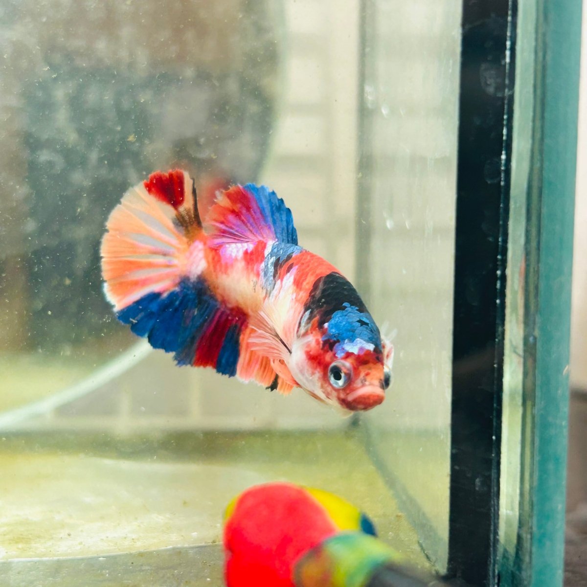 Plakat Koi Multicolor Female Betta N113