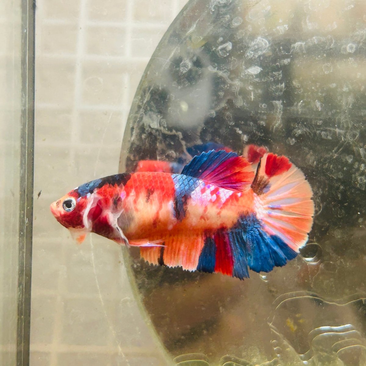 Plakat Koi Multicolor Female Betta N113