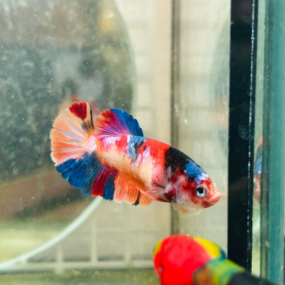 Plakat Koi Multicolor Female Betta N113