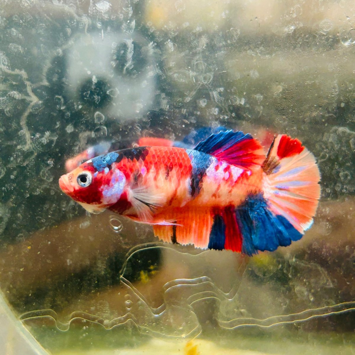 Plakat Koi Multicolor Female Betta N113