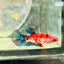 Plakat Koi Multicolor Female Betta S48