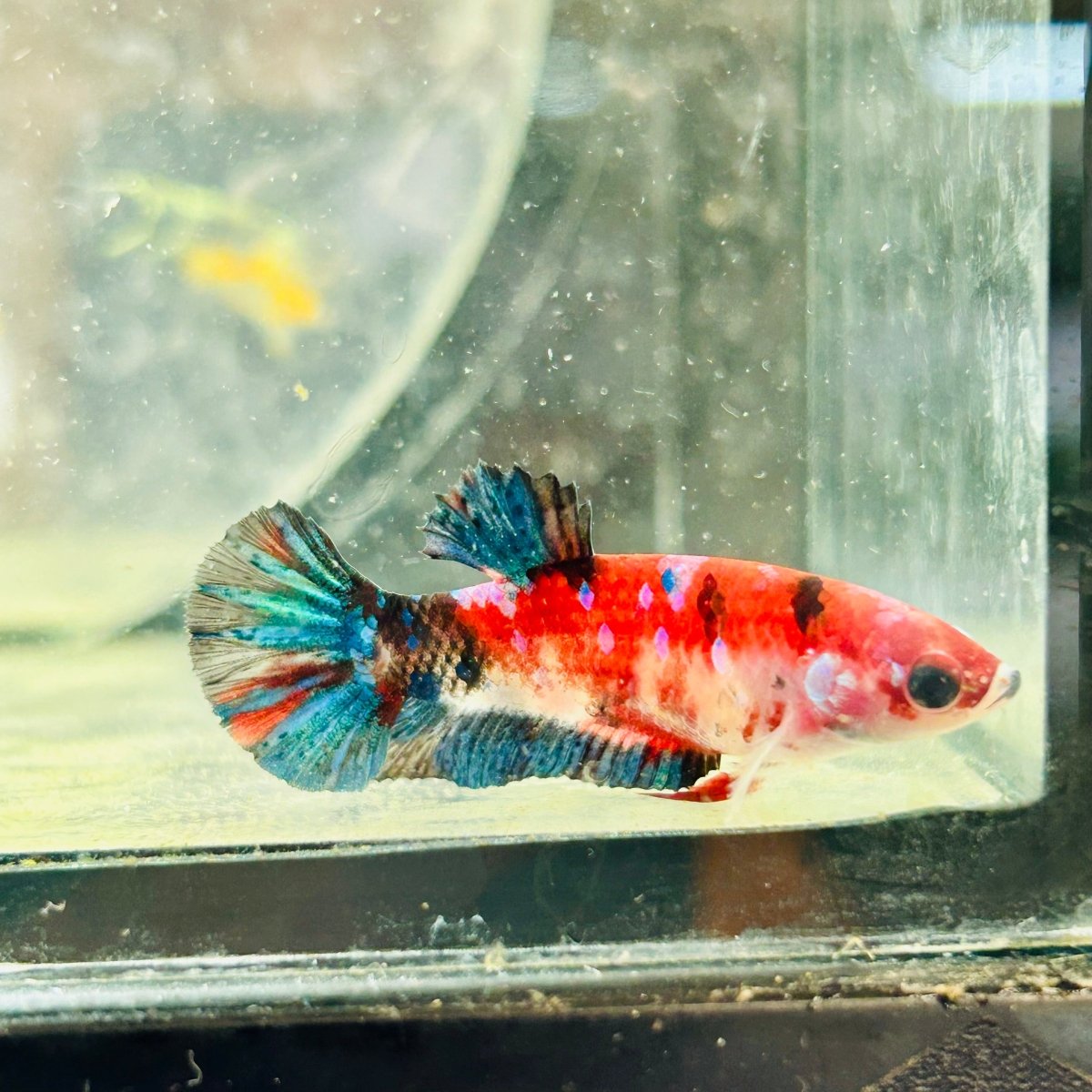 Plakat Koi Multicolor Female Betta S48