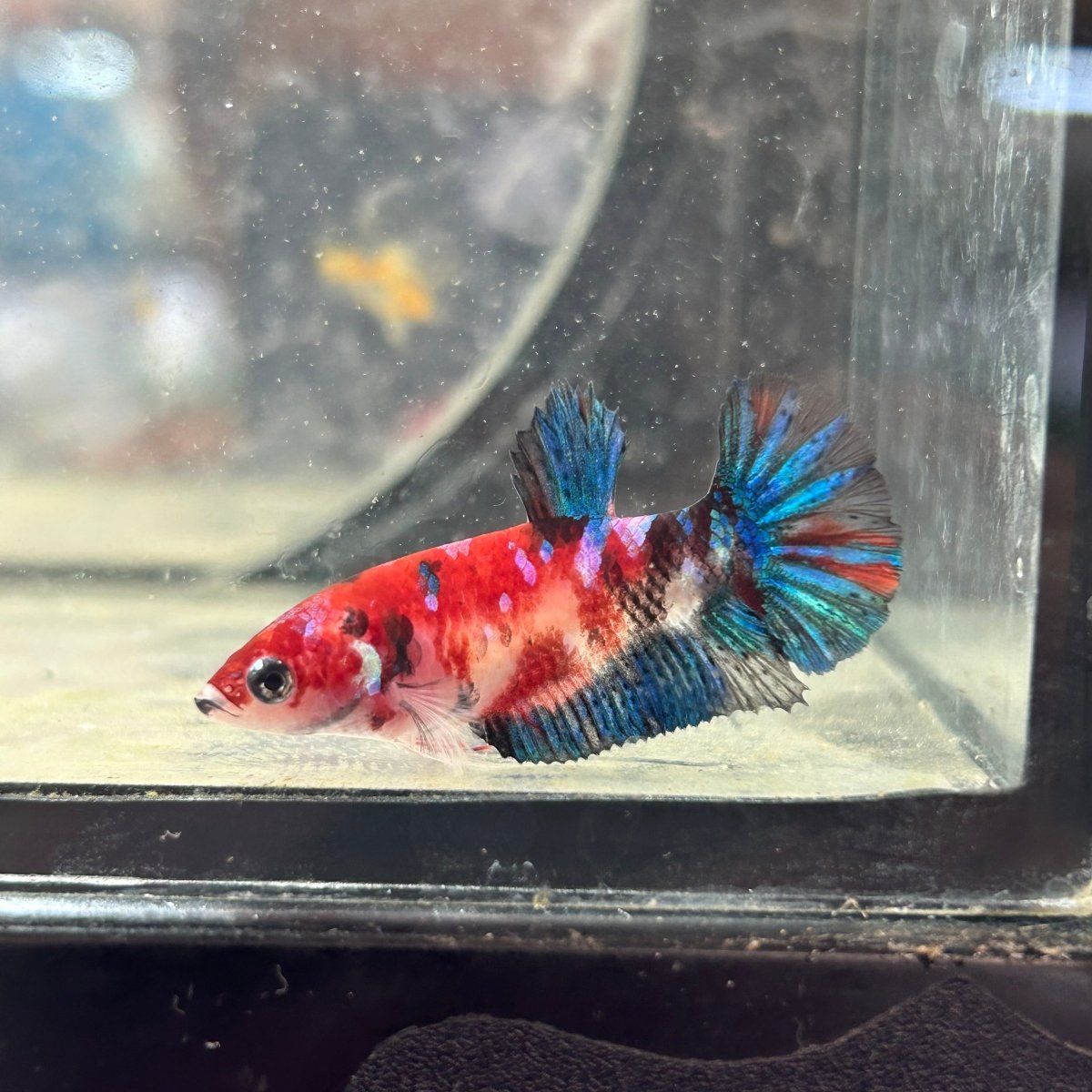 Plakat Koi Multicolor Female Betta S48