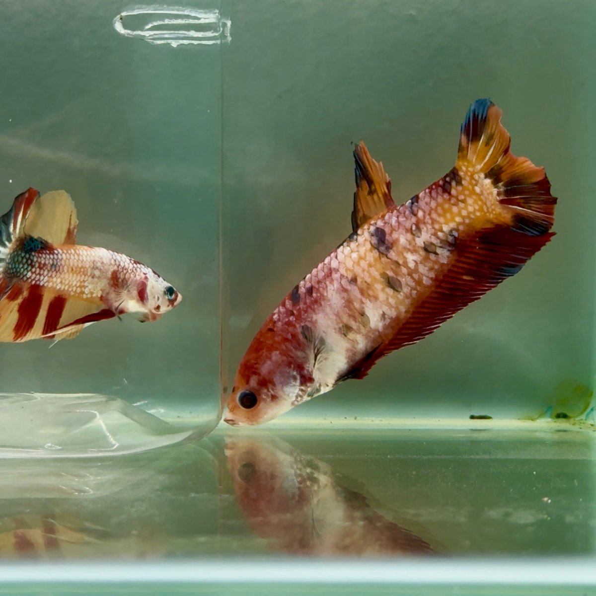 Plakat Koi Multicolor Giant Female Betta #Ju06