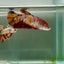 Plakat Koi Multicolor Giant Female Betta Ju06 Female betta