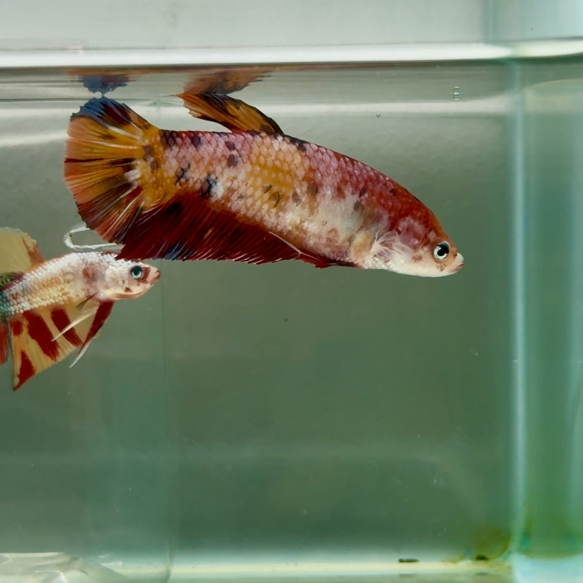 Plakat Koi Multicolor Giant Female Betta #Ju06