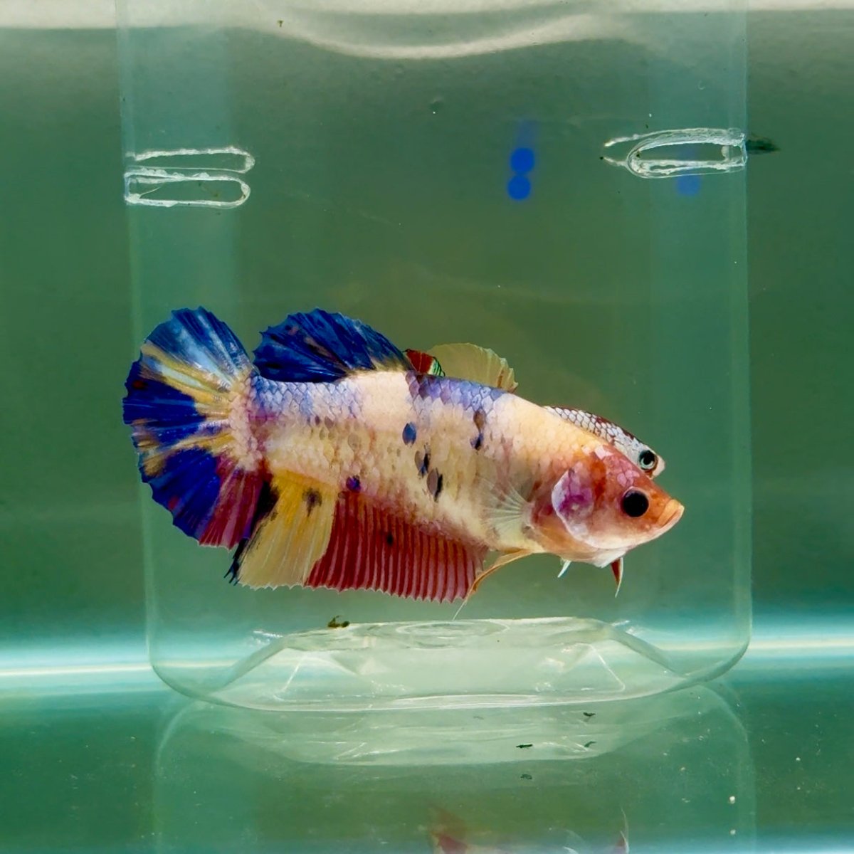 Plakat Koi Multicolor Giant Female Betta #Ju08