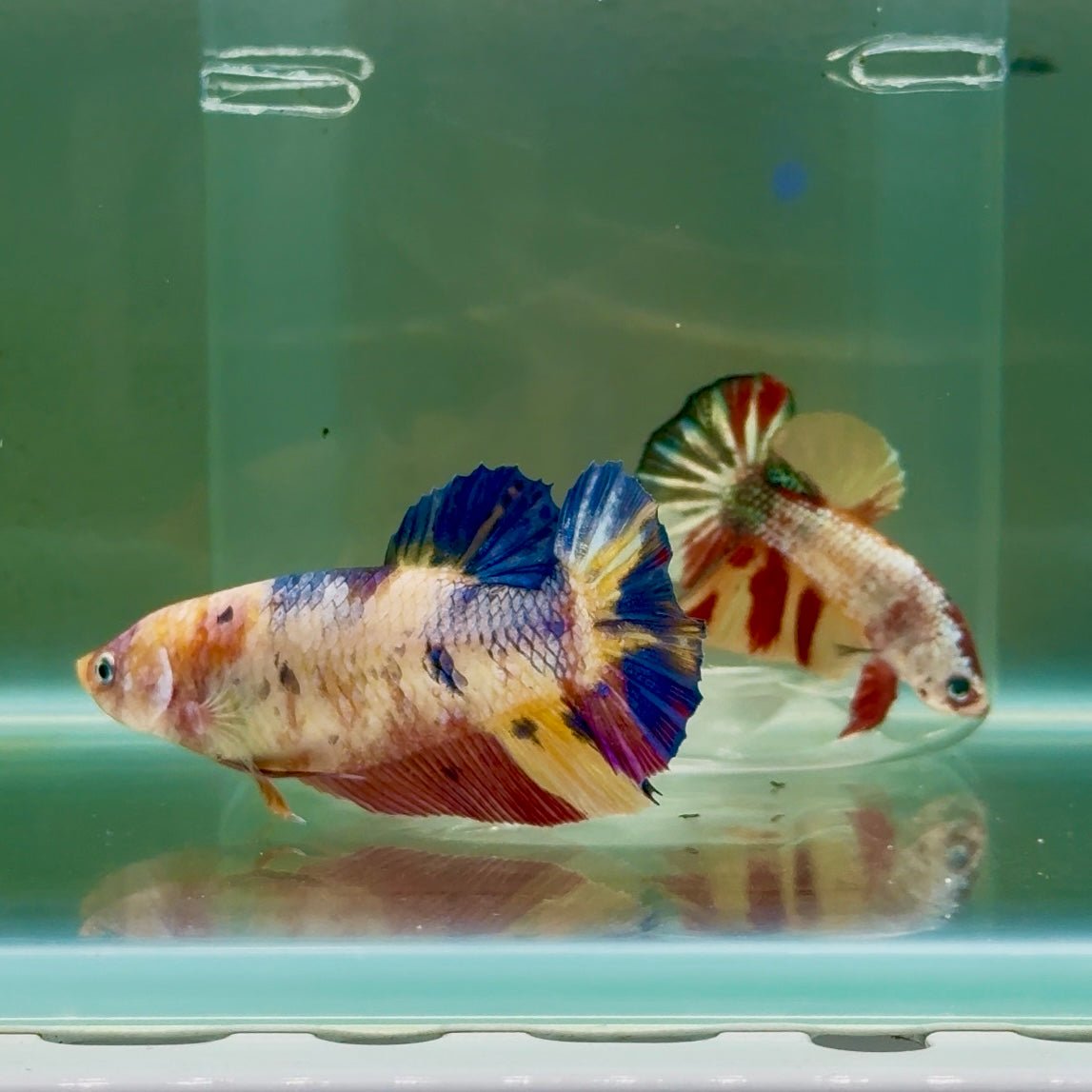 Plakat Koi Multicolor Giant Female Betta #Ju08