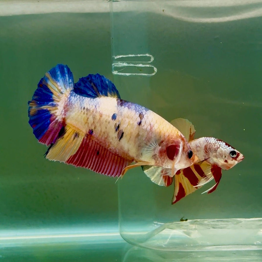 Plakat Koi Multicolor Giant Female Betta Ju08 Female betta