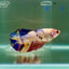 Plakat Koi Multicolor Giant Female Betta Ju08 Female betta