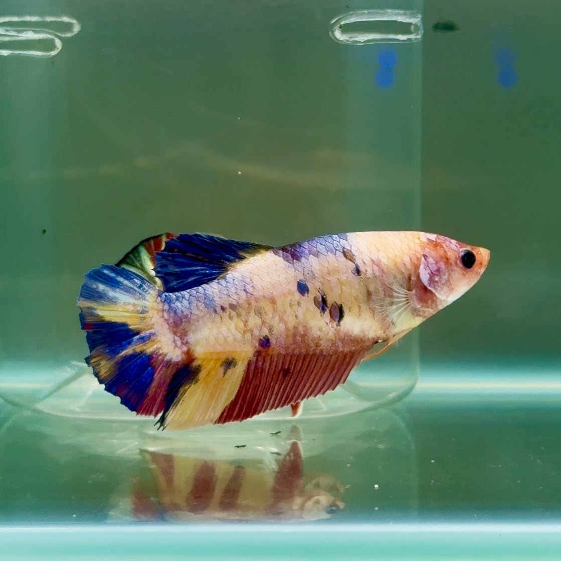Plakat Koi Multicolor Giant Female Betta #Ju08