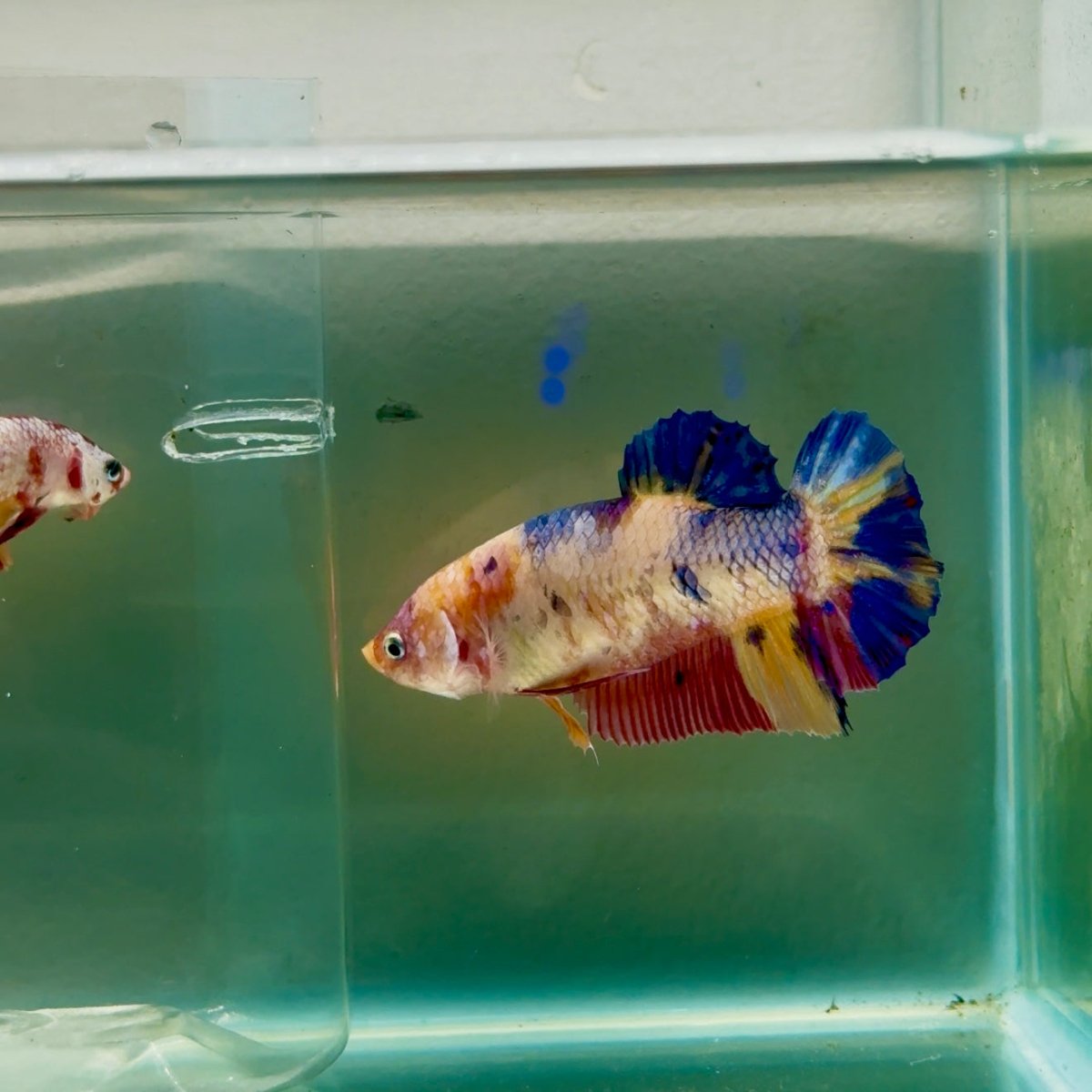 Plakat Koi Multicolor Giant Female Betta #Ju08